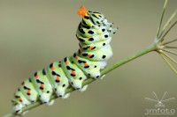 /album/vidlochvost/m-0405-husenica-vidlochvost-feniklovy-papilio-machaon-l-jpg1/