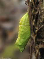 /album/vidlochvost/miro-svidron-146146-jpg1/
