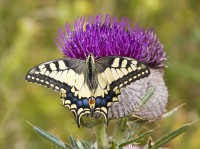 /album/fotogaleria-charakteristika/a2997d6b7f86f2061e32ec9df862a6403-jpg/
