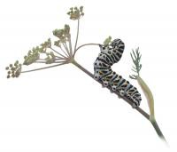 /album/fotogaleria-charakteristika/papilio-machaon-larva-200x171-jpg/