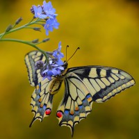 /album/fotogaleria-charakteristika/papilio-machaon-vidlochvost-feniklovy-jpg/