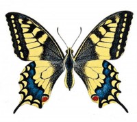 /album/a/papilio-machaon1-500x446-jpg/