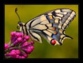 /album/fotogaleria-uvodna-stranka/vidlochvost-feniklovy-papilio-machaon-jpg2/
